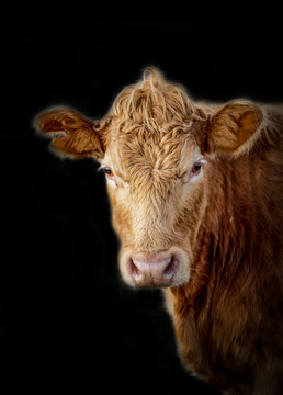Kuh, Portrait einer Kuh, Rind