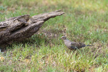 Dove in a grassy field