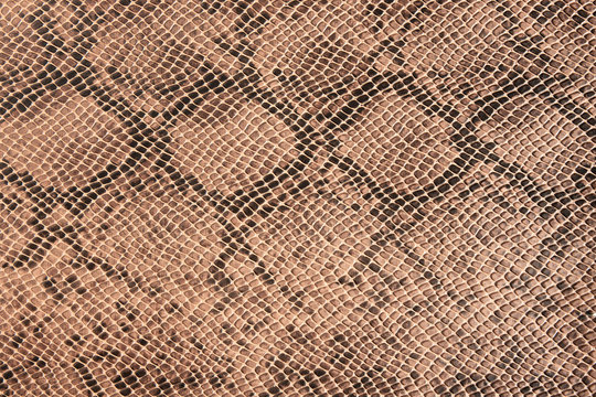 Fragment of a snake leather as a background or texture.