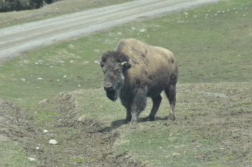 Canada Wildlife