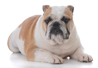 male english bulldog