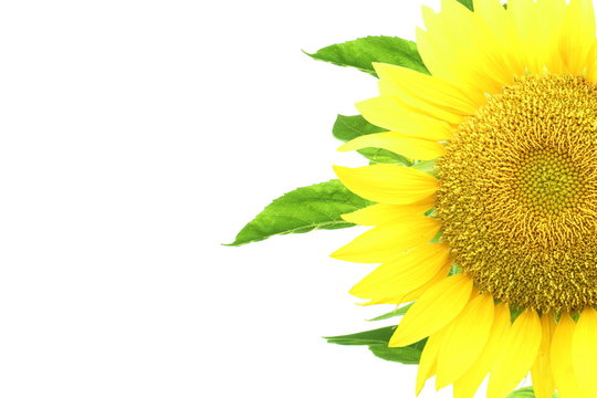 summer blossoming sunflower isolated on white background