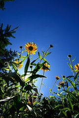 Sun shining through buphthalmum flowers against a blue sky on a warm sunny day with lens flare