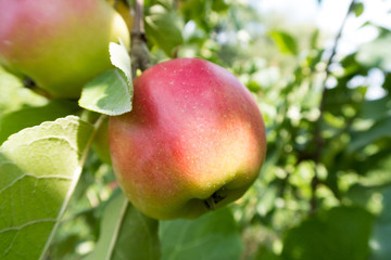 bright juicy apples on the tree