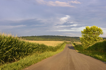 Country Road thru Corn Fields in Summer