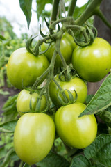 summer vegetables in the garden