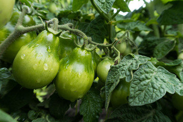 summer vegetables in the garden
