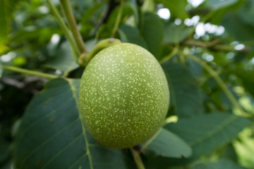 summer vegetables in the garden