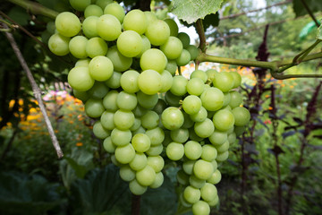  Bright green grapes on a branch