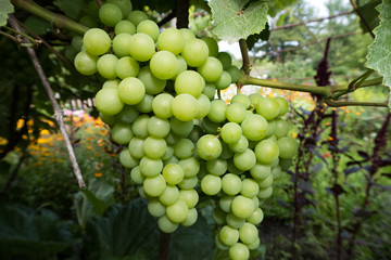  Bright green grapes on a branch