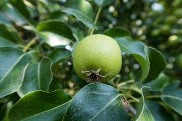 summer vegetables in the garden