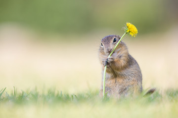 Ziesel klammert sich an eine Löwenzahnblume