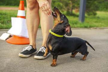 dog dachshund breed, black and tan,  with the trainer at agility competitions and obedience