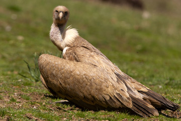 Gyps fulvus. Griffon vulture