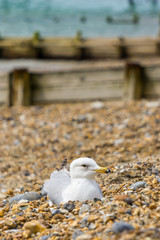 White seagull on a pebble beach in front of beach breakwater groyne
