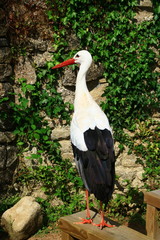 cigogne isolé sur banc en bois