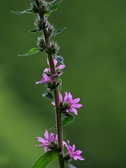 Loosestrife 