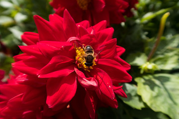  wasp on a beautiful red flower