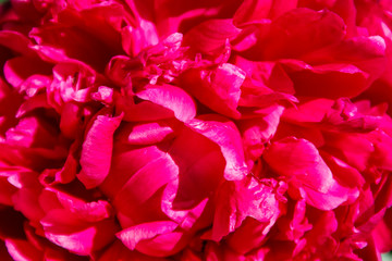 Close-up of beautiful pink peony flower