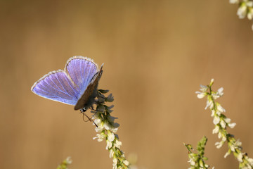 Bläuling, Schmetterling, Falter auf einer Pflanze 