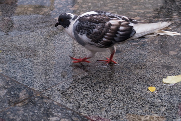pigeons on wet asphalt