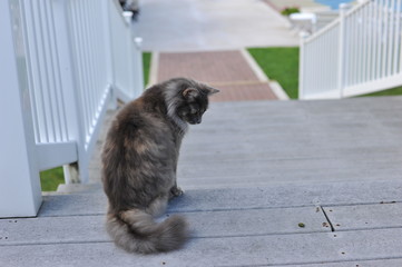 Grey Cat on Stairs