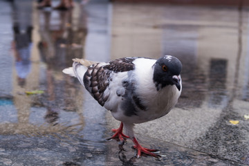 pigeons on wet asphalt