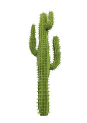 Cactus Plants Isolated
