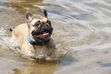 Funny french bulldog terrified by water