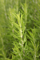Rosemary. Fresh herb outdoor.