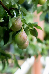 A green pear on a tree after a rain in droplets of dew.