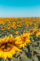 Obraz premium Beautiful sunflower field in the afternoon