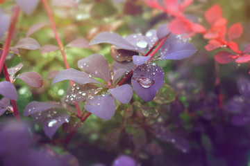 Shrub with violet leaves covered with drops of rainwater