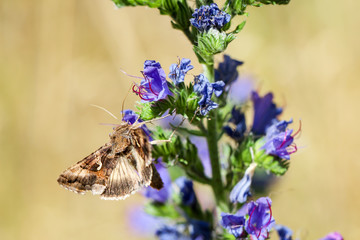 Schmetterling, Falter auf einer Pflanze 