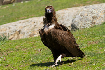 Black vulture. Aegypius monachus