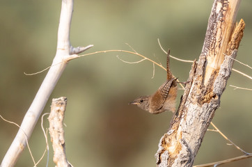 House wren perched on large branch in open cottonwood forest along Rio Grande in Bernalillo, New Mexico