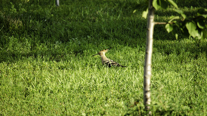 Bird hoopoe on a green meadow in summer.