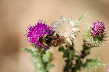 Biene, Hummel auf Blüte 