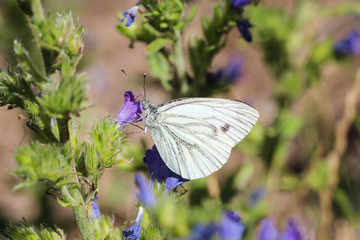 Kohlweißling, Schmetterling, Falter auf einer Pflanze 