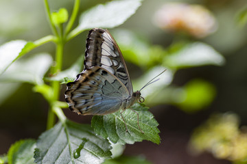 Obraz na płótnie Canvas blue gray and black butterfly