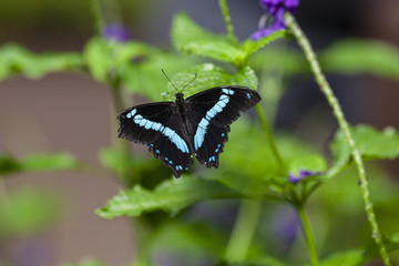 Black and blue butterfly striped