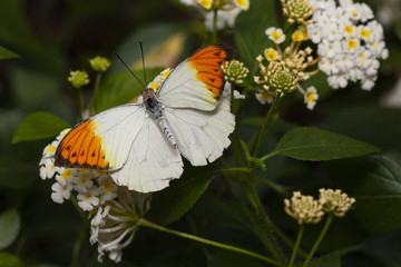 White and orange butterfly 1