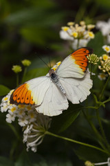 White and orange butterfly 2