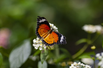 Fototapeta na wymiar black and orange butterfly