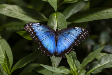 Blue Morpho Shoemaker 1