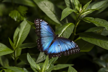Blue Morpho Shoemaker 2