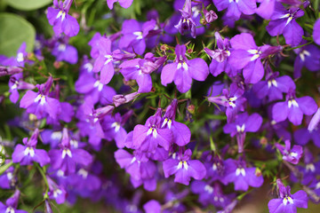 Bunch of flowering violet lobelias. 