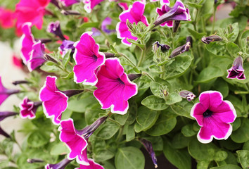 Blossoms of pink petunia. Macro.