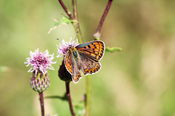 Schmetterling, Falter auf einer Pflanze 