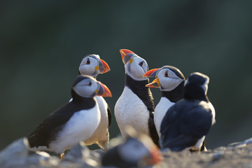 Something is in the air tonight, group of Atlantic Puffins on Skomer Island, Wales